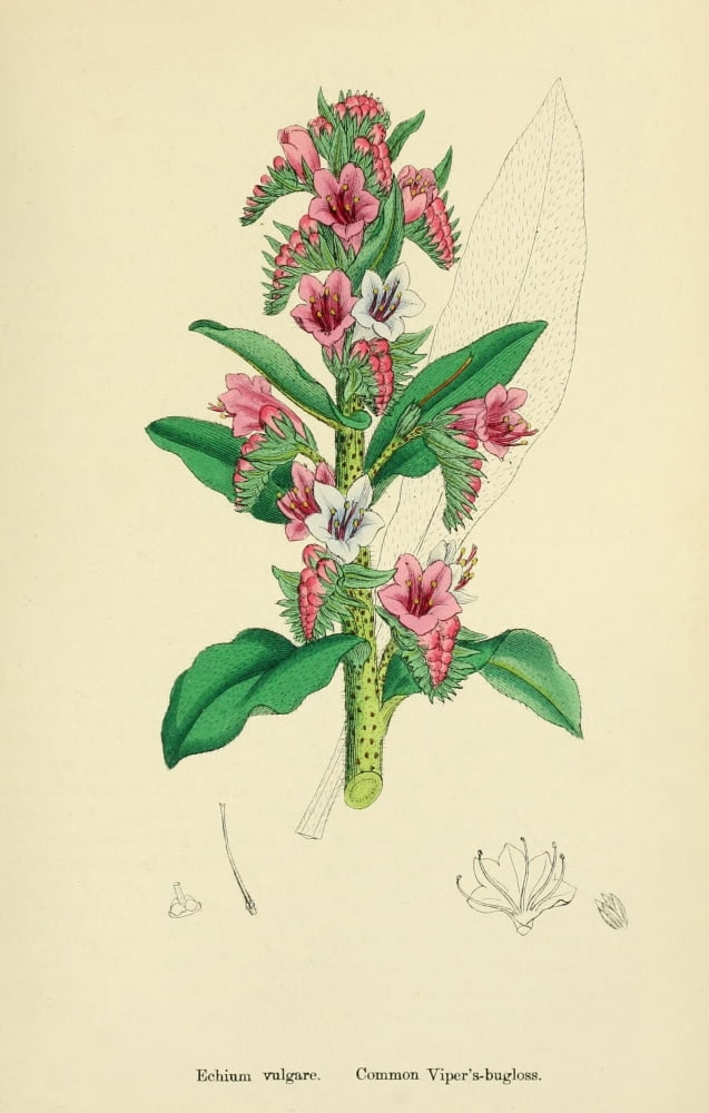 English Botany 1863 Common Vipers Bugloss Canvas Art - James Sowerby (24 x 36)