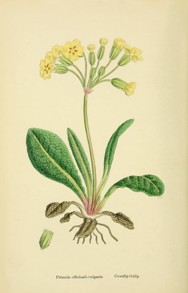 English Botany 1863 Cowslip Oxlip Canvas Art - James Sowerby (18 x 24)