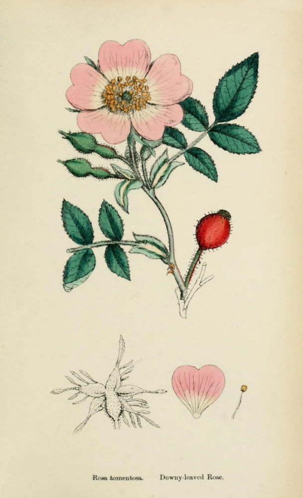 English Botany 1863 Downy-leaved Rose Canvas Art - James Sowerby (18 x 24)