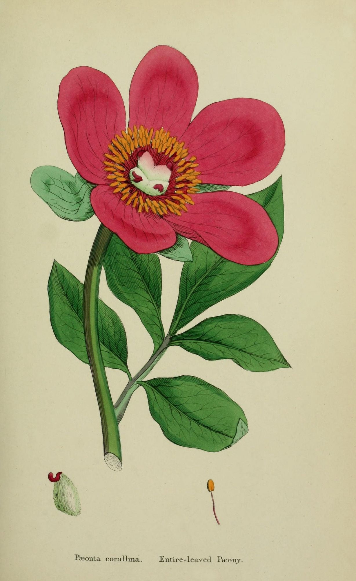 English Botany 1863 Entire-leaved Peony Canvas Art - James Sowerby (24 x 36)