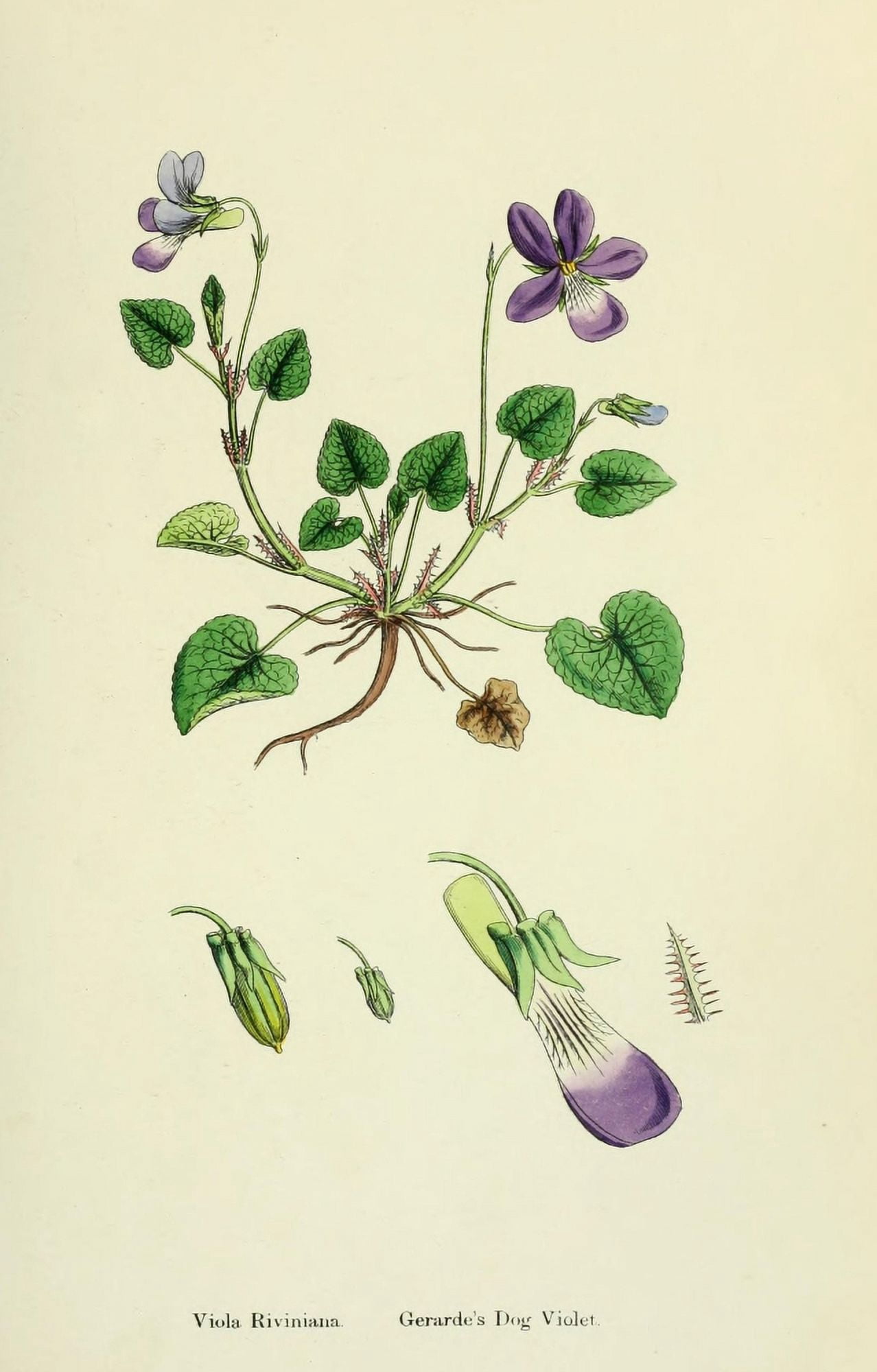 English Botany 1863 Gerardes Dog Violet Canvas Art - James Sowerby (18 x 24)