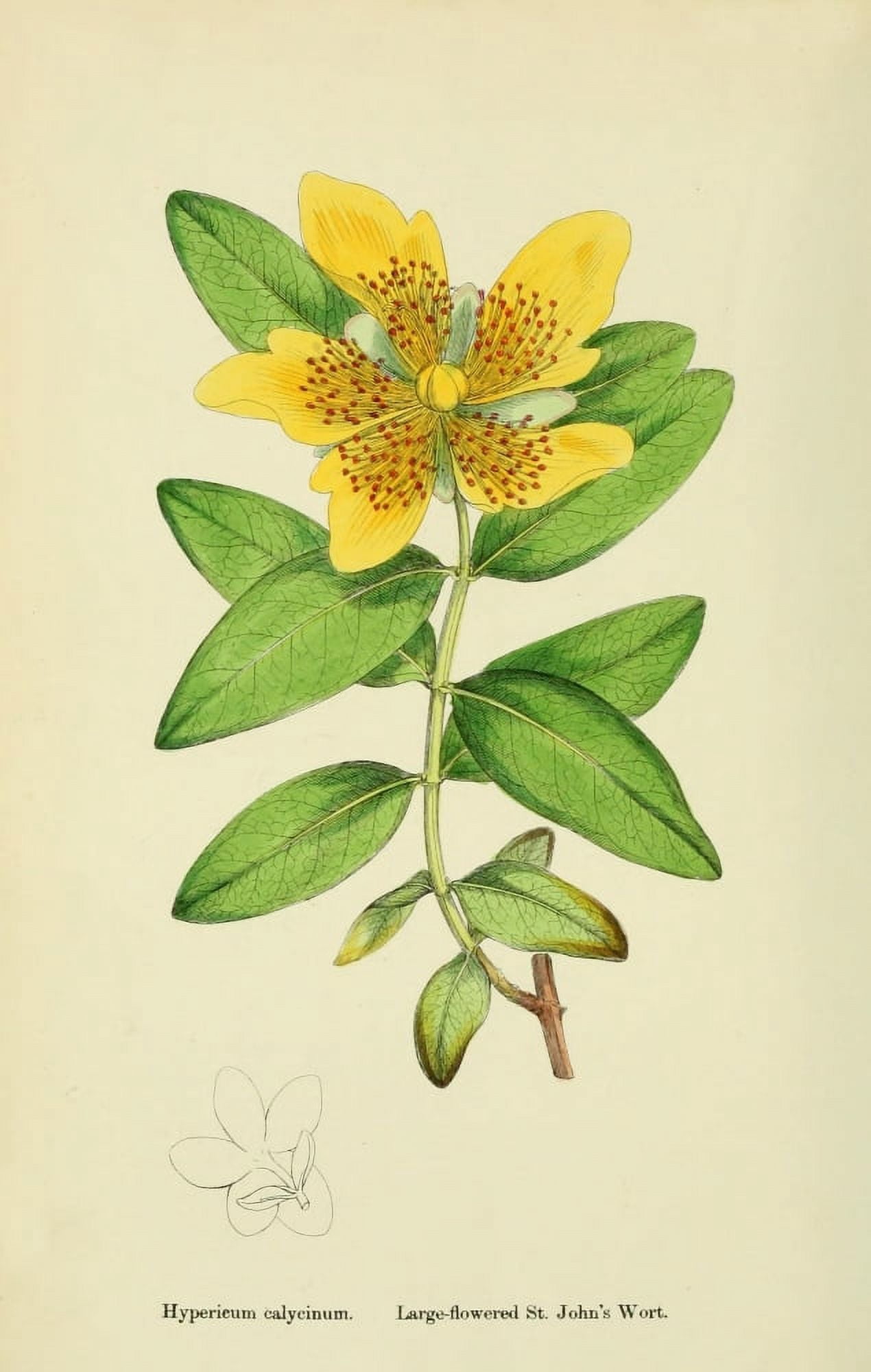 English Botany 1863 Large Flowered St Johns Wort Canvas Art - James Sowerby (18 x 24)
