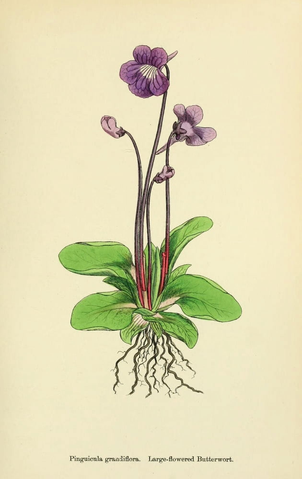English Botany 1863 Large-flowered Butterwort Canvas Art - James Sowerby (18 x 24)