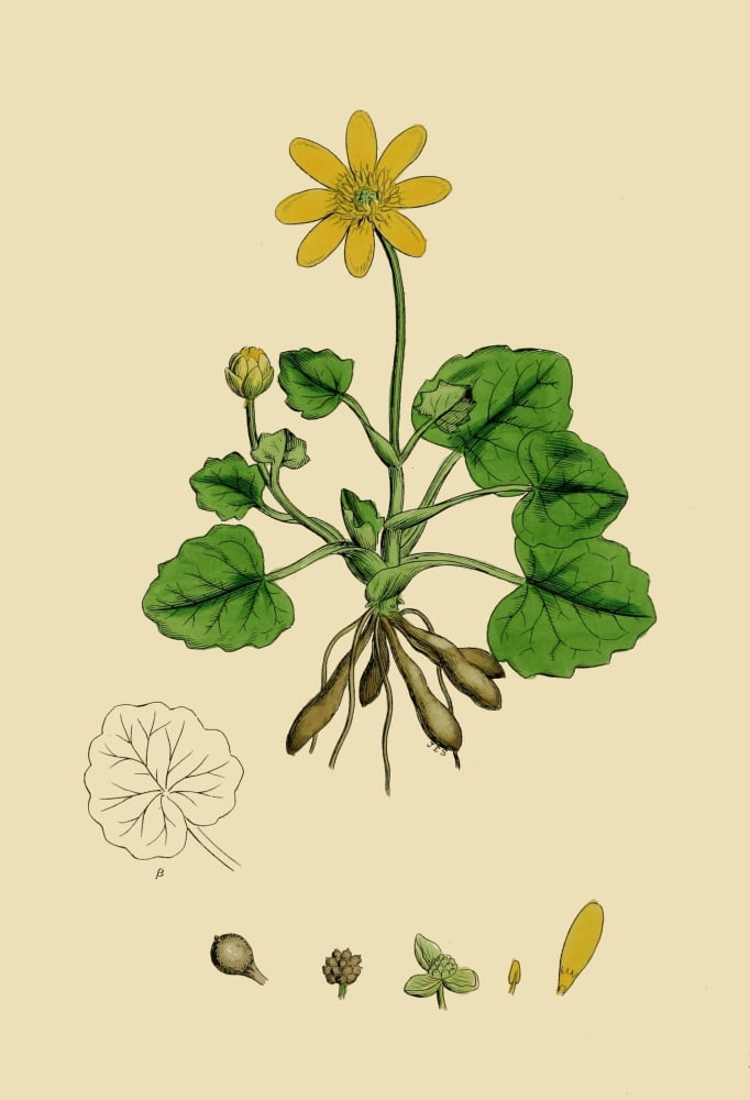 English Botany 1863 Lesser Celandine Canvas Art - James Sowerby (18 x 24)
