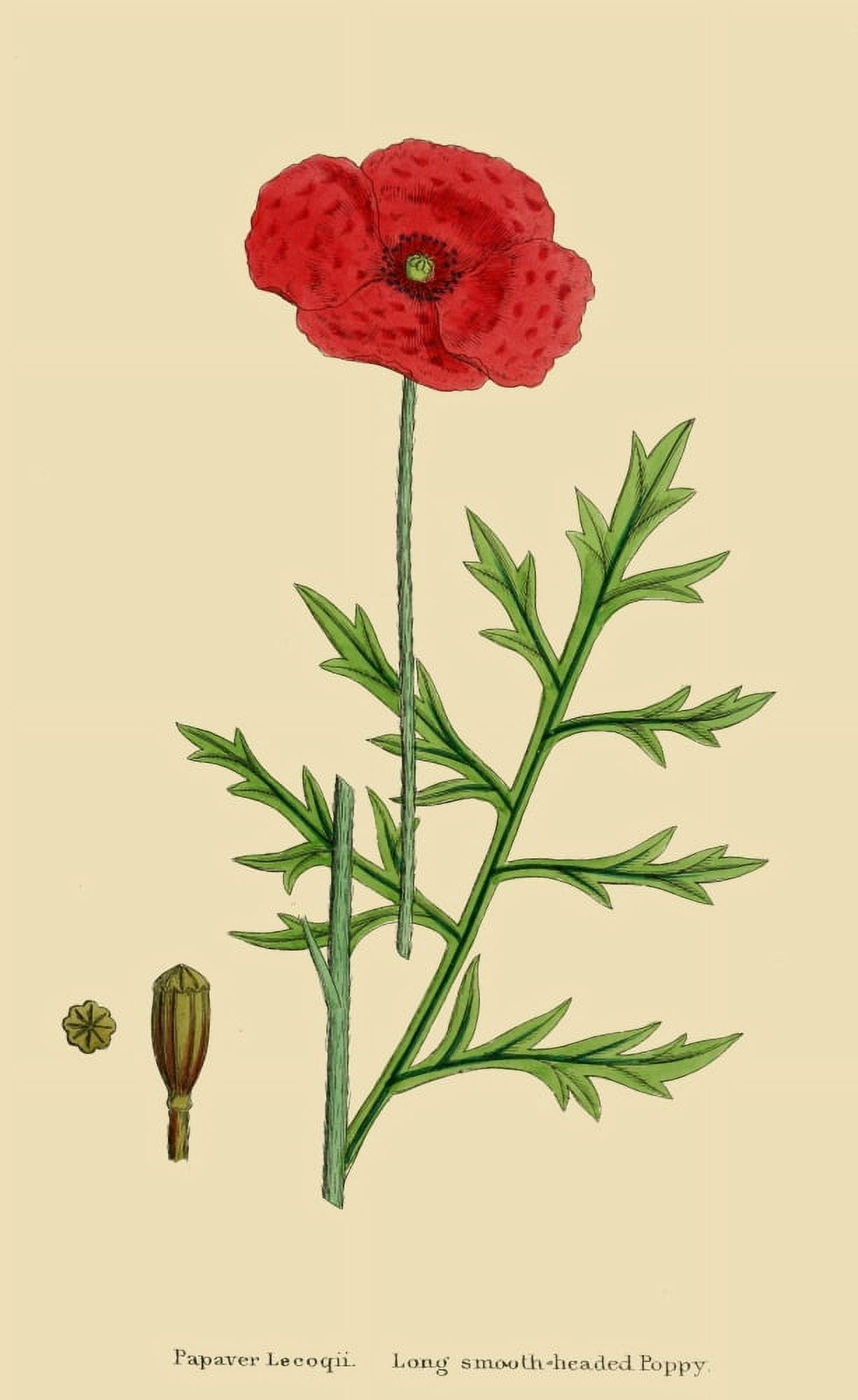 English Botany 1863 Long Smooth-headed Poppy Canvas Art - James Sowerby (18 x 24)