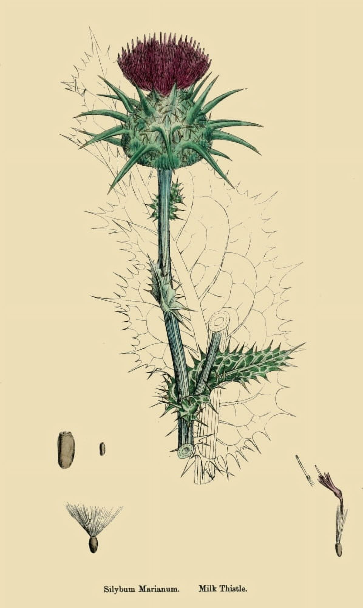 English Botany 1863 Milk Thistle Canvas Art - James Sowerby (24 x 36)