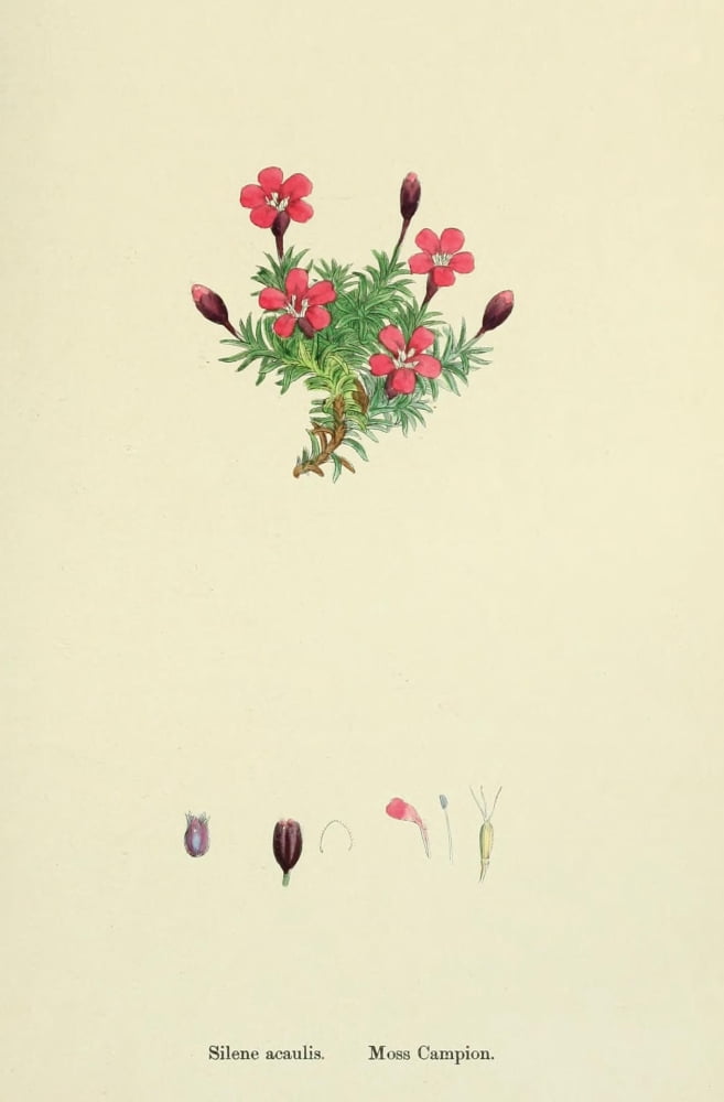 English Botany 1863 Moss Campion Canvas Art - James Sowerby (18 x 24)
