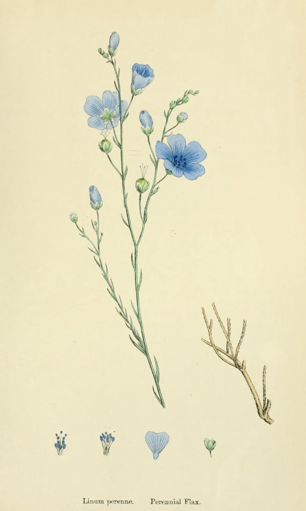 English Botany 1863 Perennial Flax Canvas Art - James Sowerby (24 x 36)