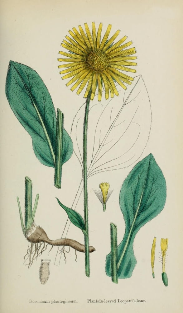 English Botany 1863 Plantain-leaved Leopards Bane Canvas Art - James Sowerby (24 x 36)