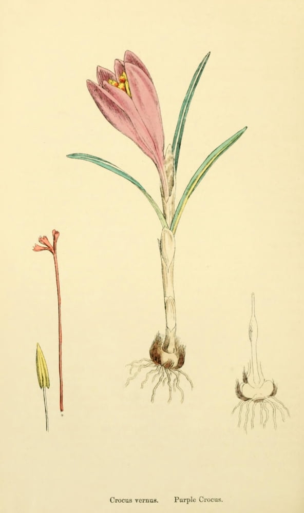 English Botany 1863 Purple Crocus Canvas Art - James Sowerby (24 x 36)