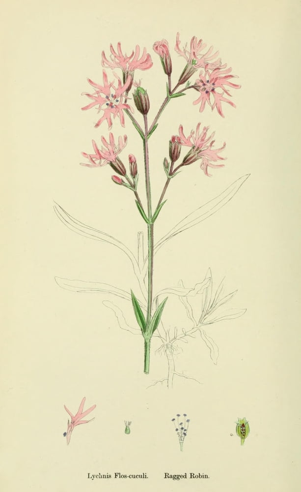 English Botany 1863 Ragged Robin Canvas Art - James Sowerby (18 x 24)