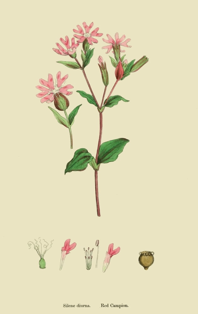 English Botany 1863 Red Campion Canvas Art - James Sowerby (18 x 24)
