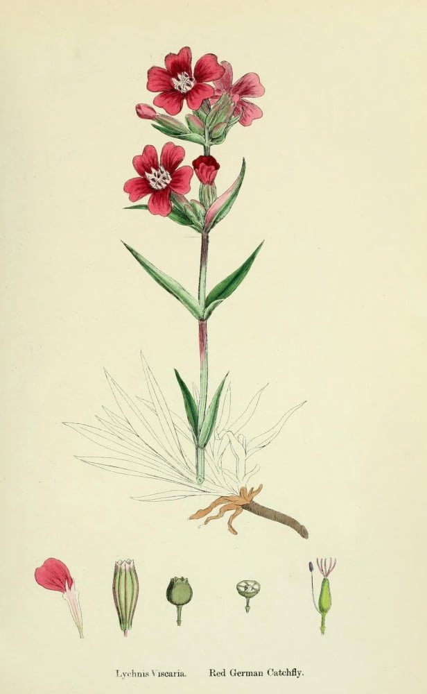 English Botany 1863 Red German Catchfly Canvas Art - James Sowerby (24 x 36)