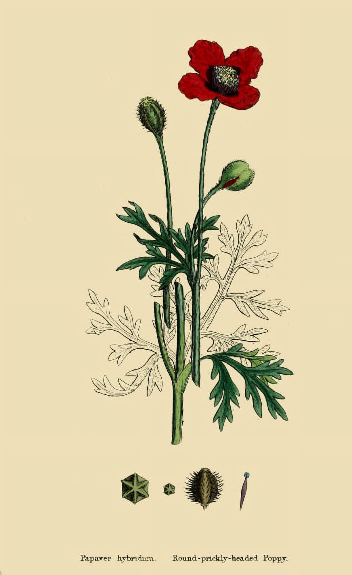 English Botany 1863 Round Prickly-headed Poppy Canvas Art - James Sowerby (24 x 36)