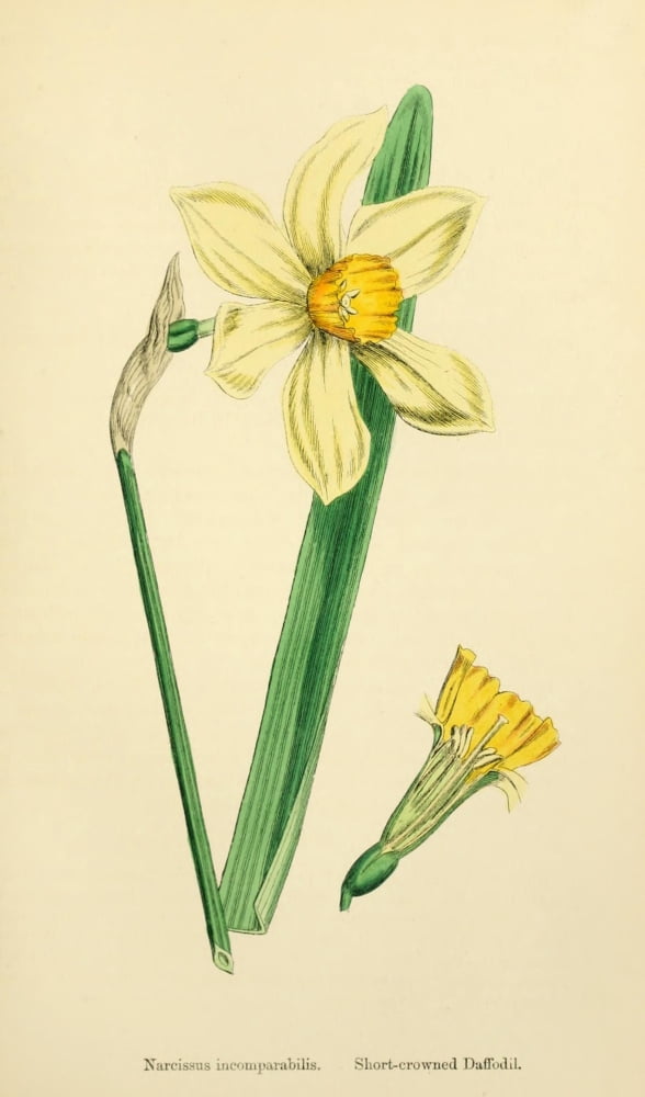 English Botany 1863 Short-crowned Daffodil Canvas Art - James Sowerby (18 x 24)