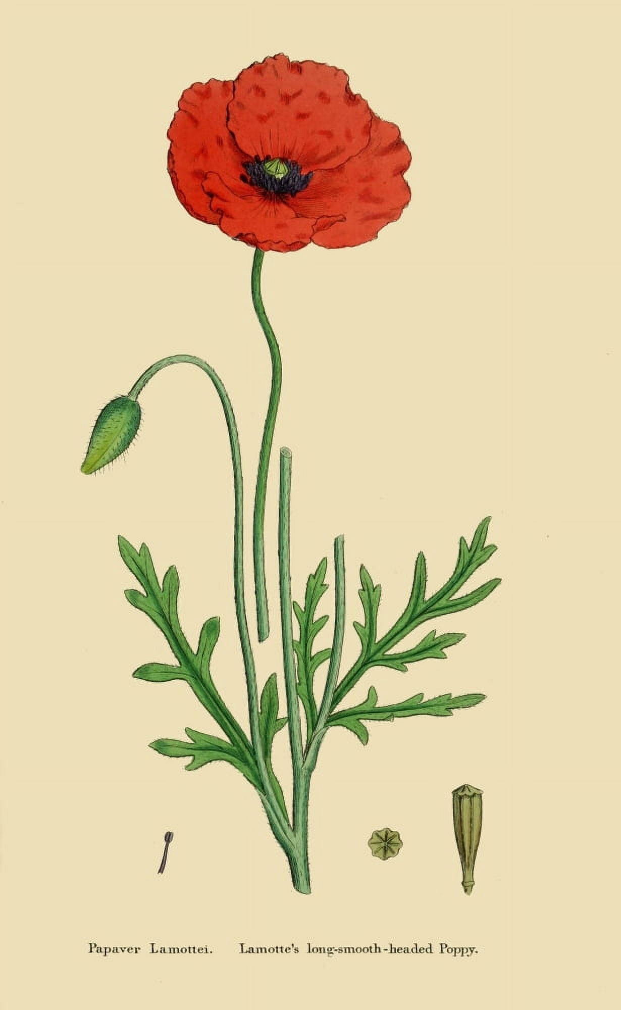 English Botany 1863 Smooth-headed Poppy Canvas Art - James Sowerby (24 x 36)