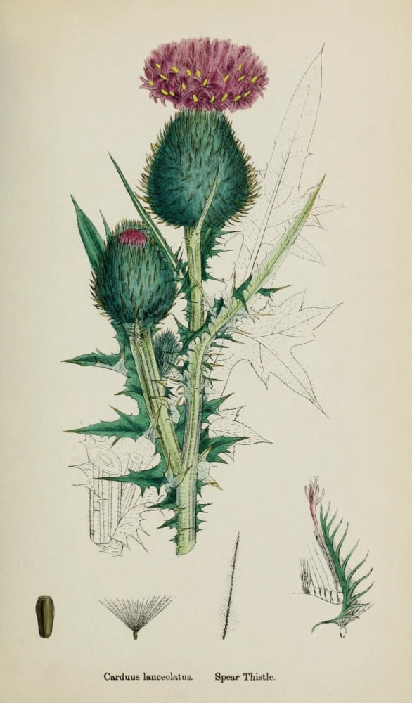 English Botany 1863 Spear Thistle Canvas Art - James Sowerby (18 x 24)