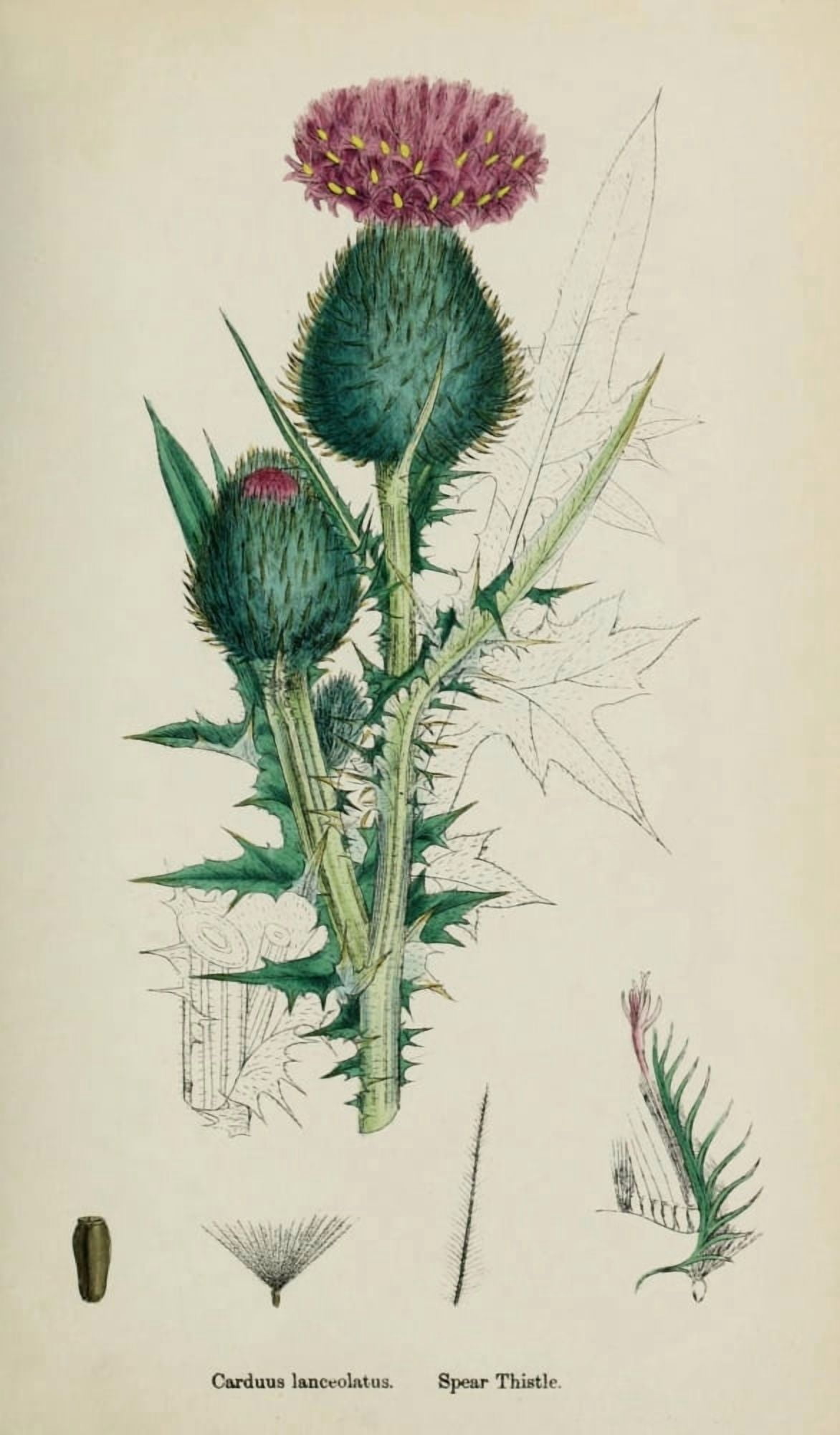 English Botany 1863 Spear Thistle Canvas Art - James Sowerby (24 x 36)