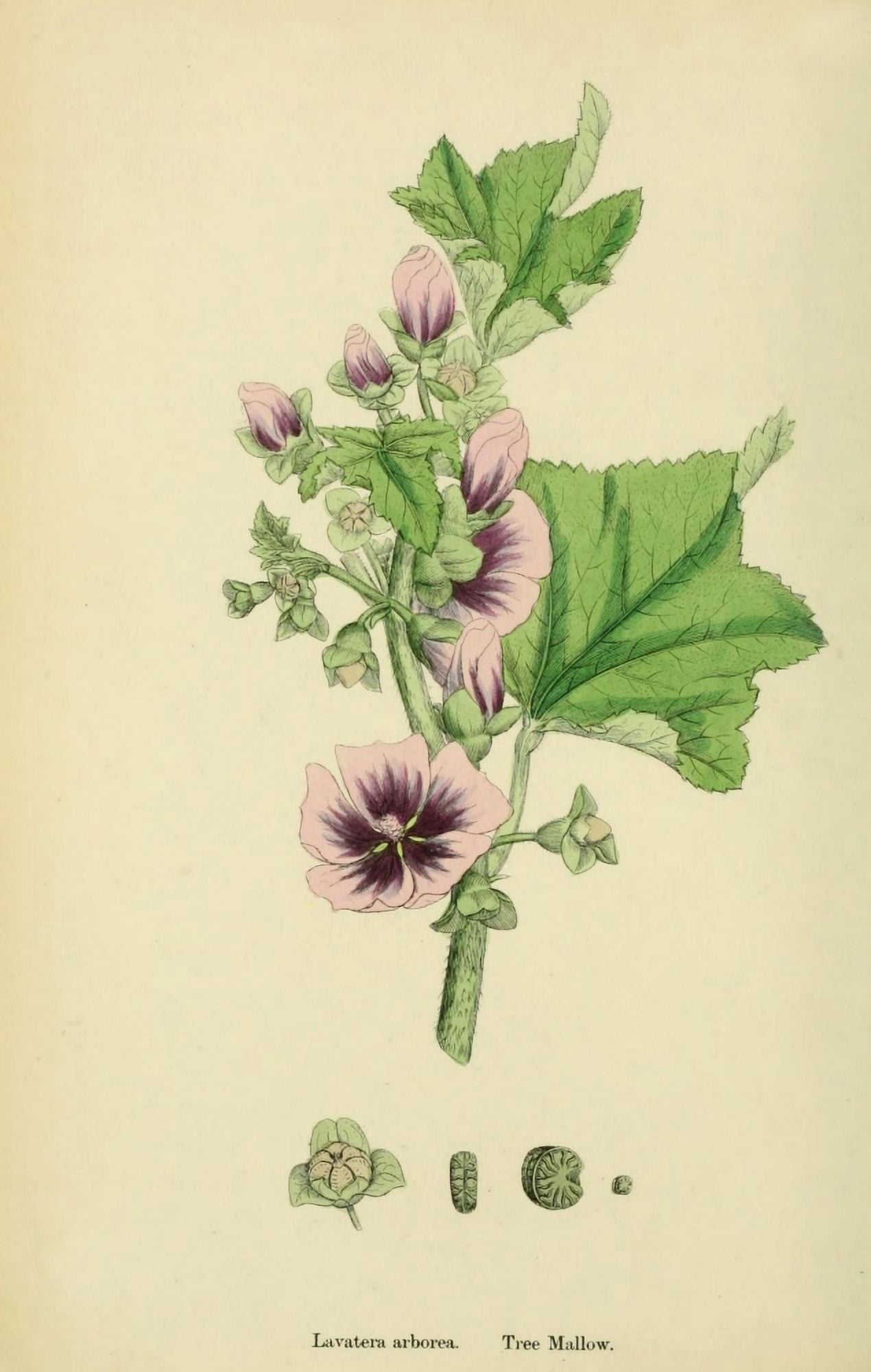 English Botany 1863 Tree Mallow Canvas Art - James Sowerby (18 x 24)