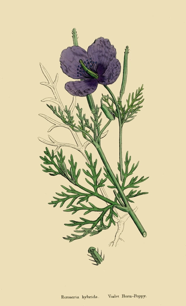 English Botany 1863 Violet Horn-Poppy Canvas Art - James Sowerby (18 x 24)