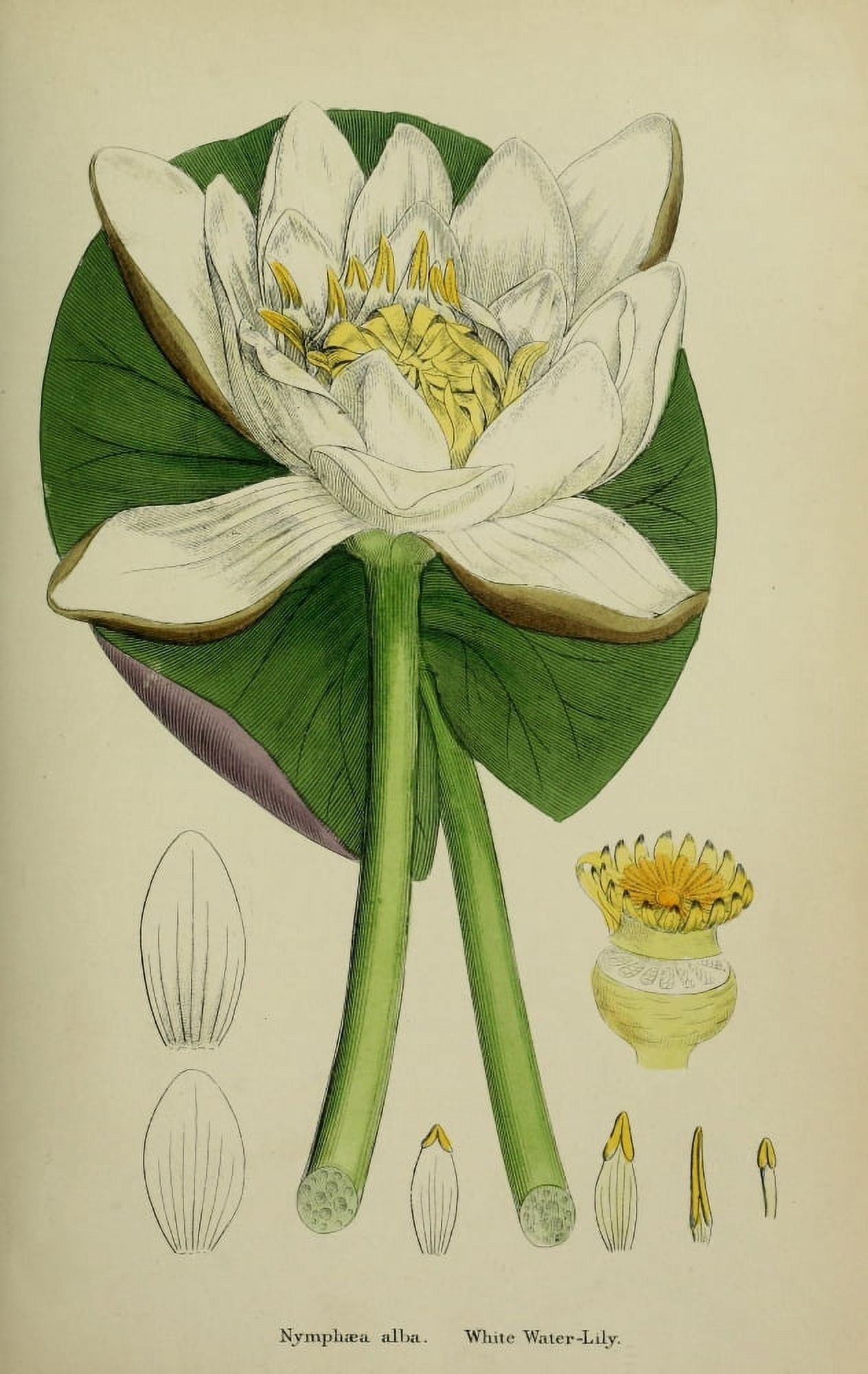 English Botany 1863 White Water-lily Canvas Art - James Sowerby (18 x 24)