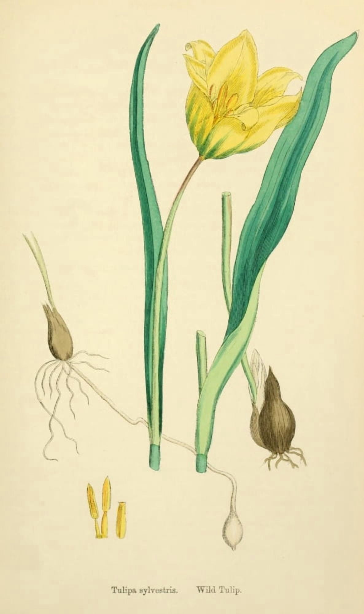 English Botany 1863 Wild Tulip Canvas Art - James Sowerby (18 x 24)