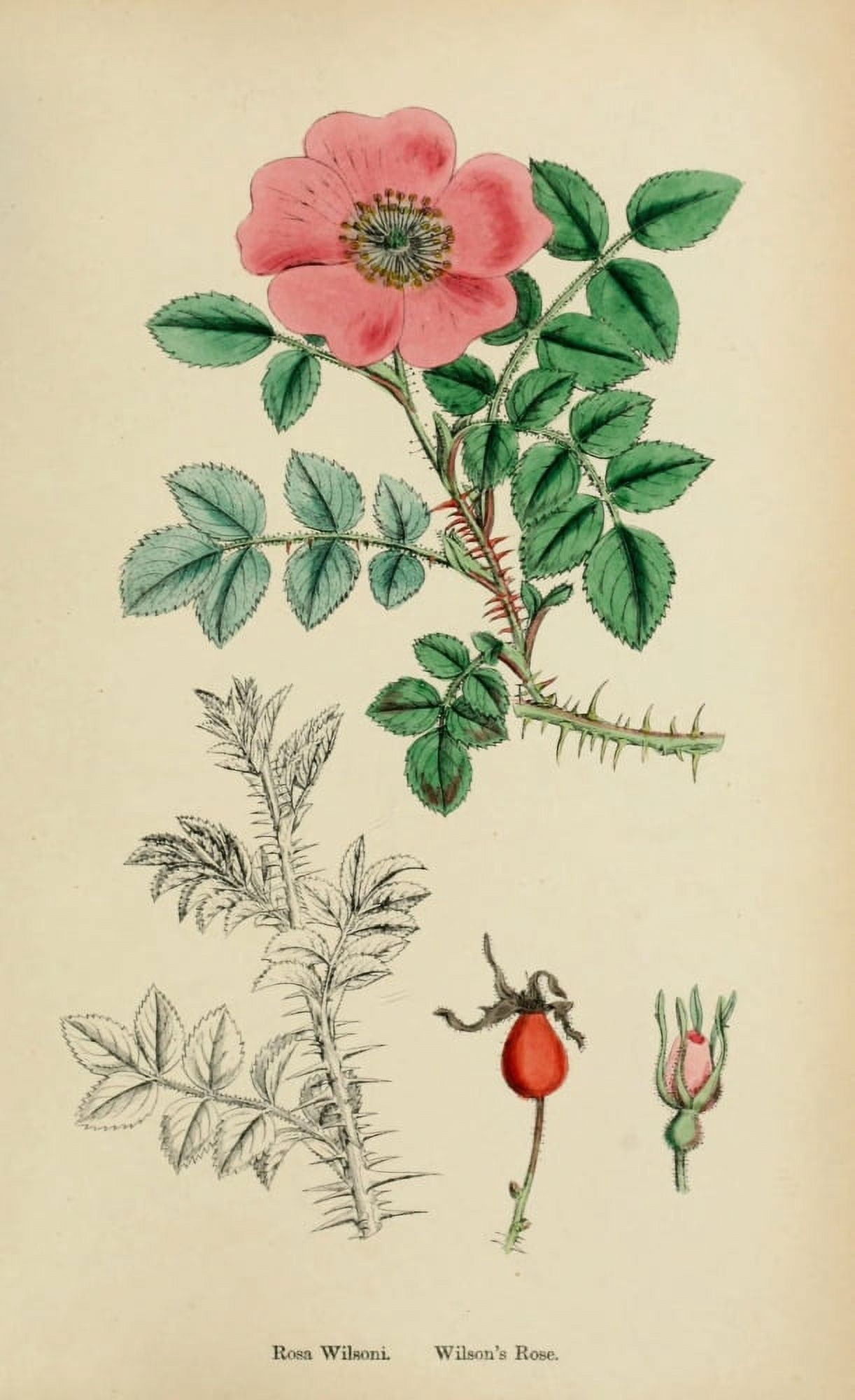 English Botany 1863 Wilsons Rose Canvas Art - James Sowerby (18 x 24)