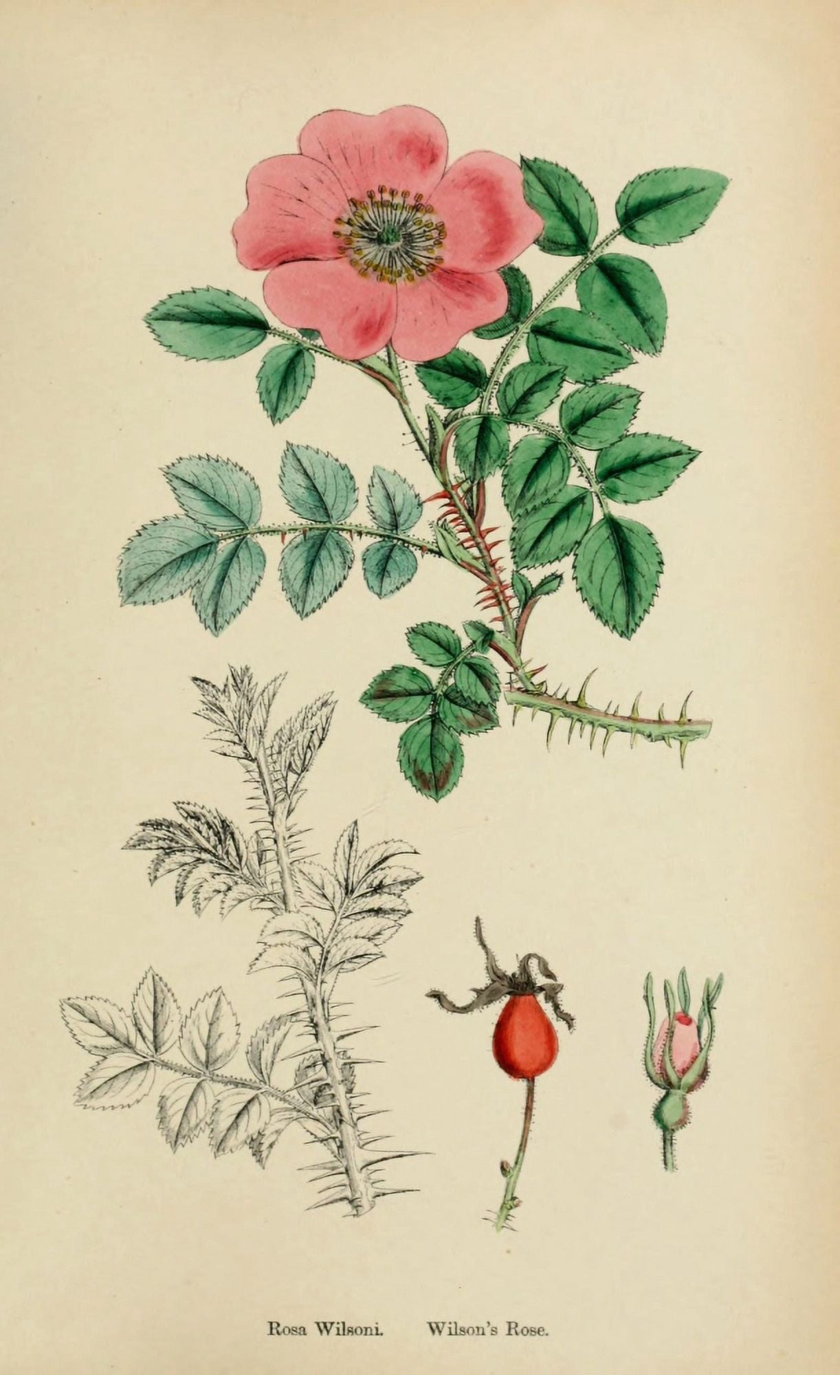 English Botany 1863 Wilsons Rose Canvas Art - James Sowerby (24 x 36)