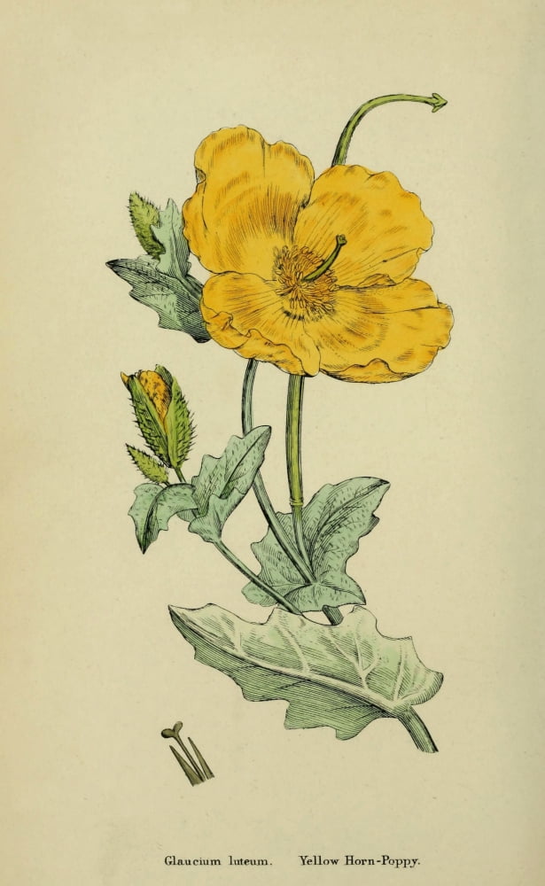 English Botany 1863 Yellow Horn Poppy Canvas Art - James Sowerby (18 x 24)