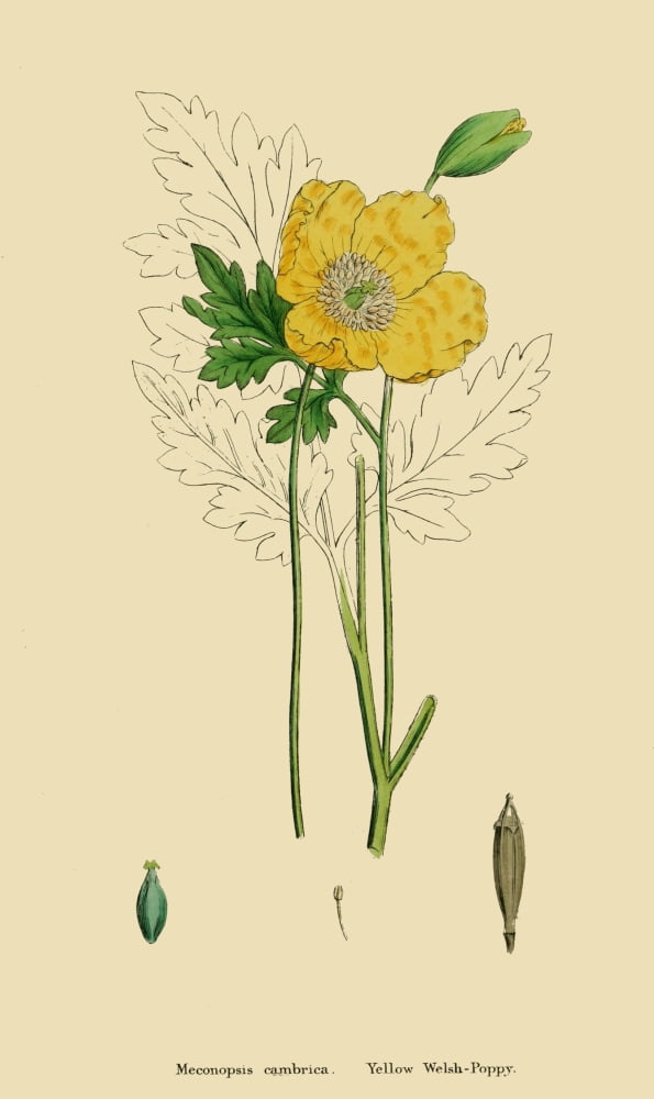 English Botany 1863 Yellow Welsh-Poppy Canvas Art - James Sowerby (24 x 36)