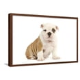 thumbnail image 1 of English Bulldog, Animals World Culture Framed Art Print Wall Art Sold by Art.Com, 1 of 6