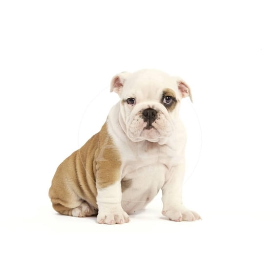 English Bulldog, Animals World Culture Unframed Photographic Print Wall Art Sold by Art.Com