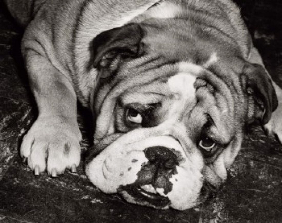 English Bulldog Canvas Art - (18 x 24)