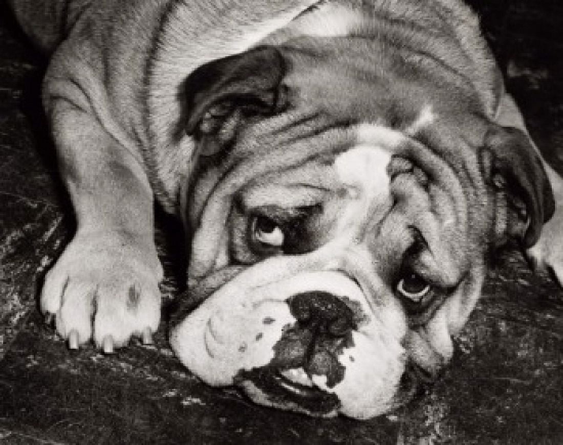 English Bulldog Canvas Art - (24 x 36)