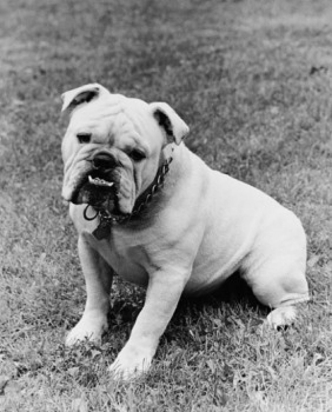 English Bulldog Canvas Art - (24 x 36)