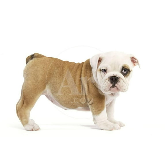 English Bulldog Puppy in Studio, Animals World Culture Unframed Photographic Print Wall Art Sold by Art.Com