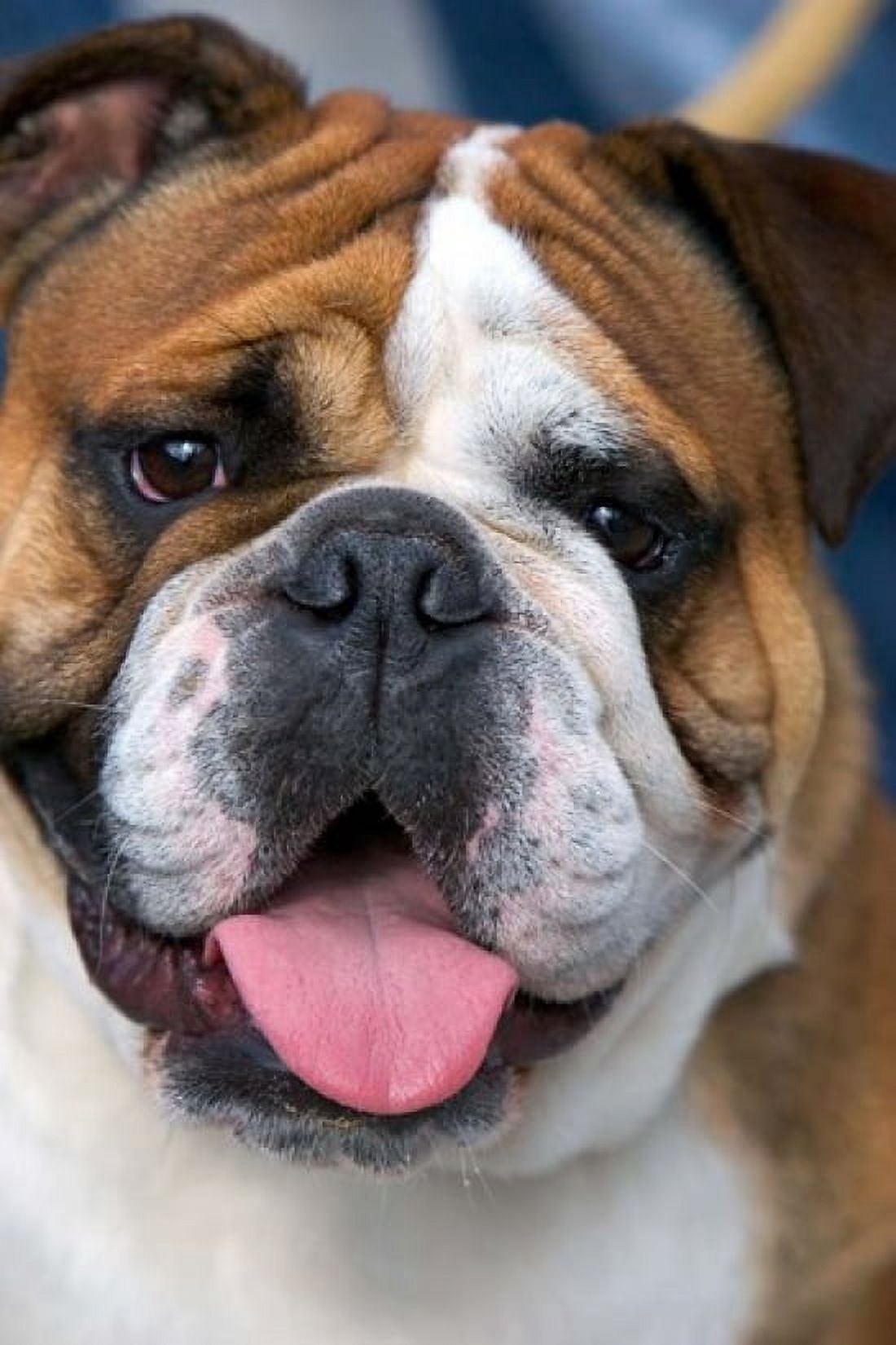 English Bulldog in Belgium Canvas Art - David R Frazier DanitaDelimont (18 x 26)