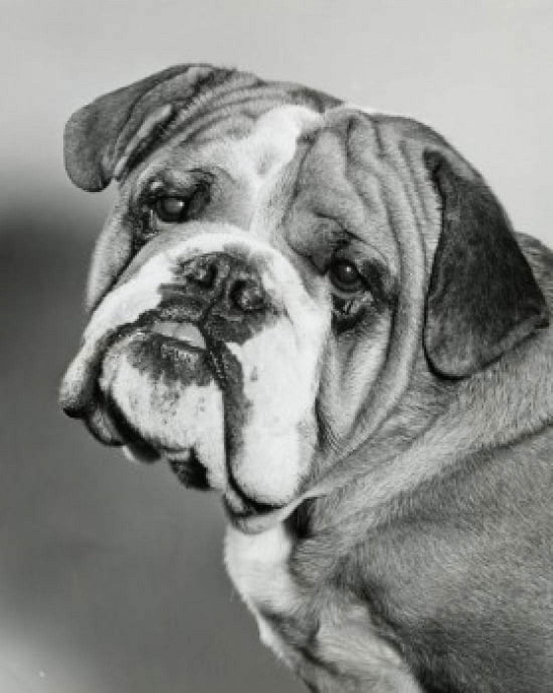 English Bulldog with its head tilted Canvas Art - (18 x 24)