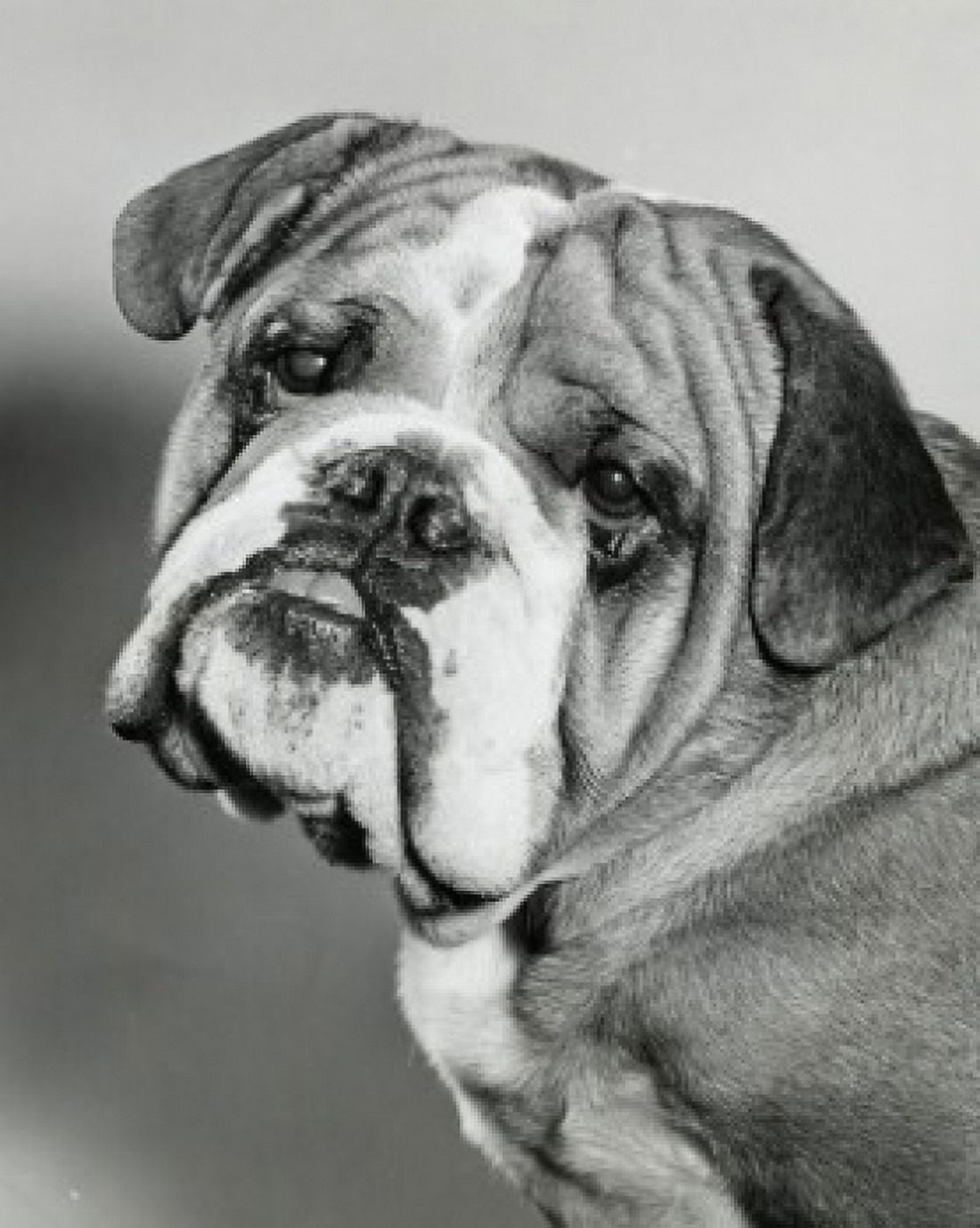 English Bulldog with its head tilted Canvas Art - (24 x 36)