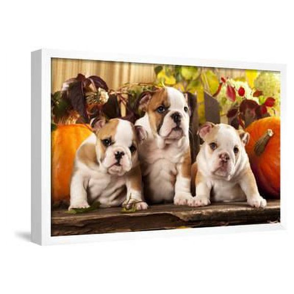 English Bulldogs and a Pumpkin, Framed Art Print Wall Art by Lilun Sold by Art.Com