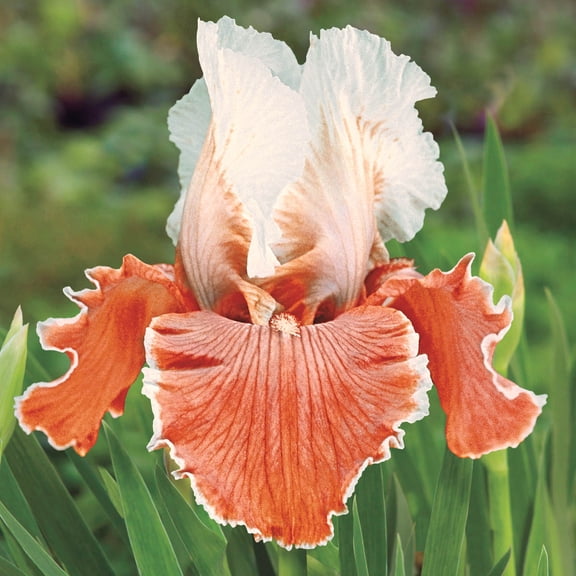 English Charm Reblooming Bearded Iris Orange and White Flowering Dormant Bare Root Perennial Rhizome (1-Pack)