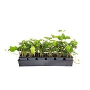 English Ivy - 18 Pack (3.25 In. Pots) Evergreen Groundcover Vine - Full Sun to Part Sun Live Outdoor Plant