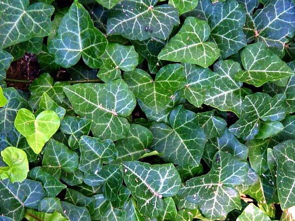 「sckng.w 」la basic IVY English Ivy 48 Live Vines - Fast Growing Ground Cover for