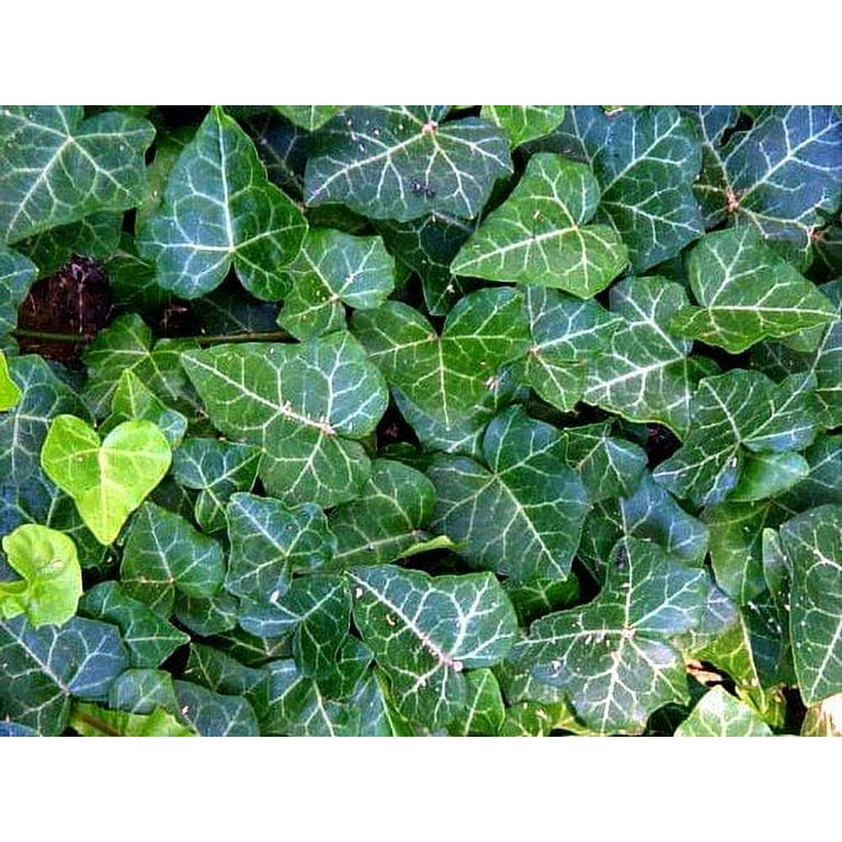 English Ivy 48 Live Vines - Fast Growing Ground Cover for