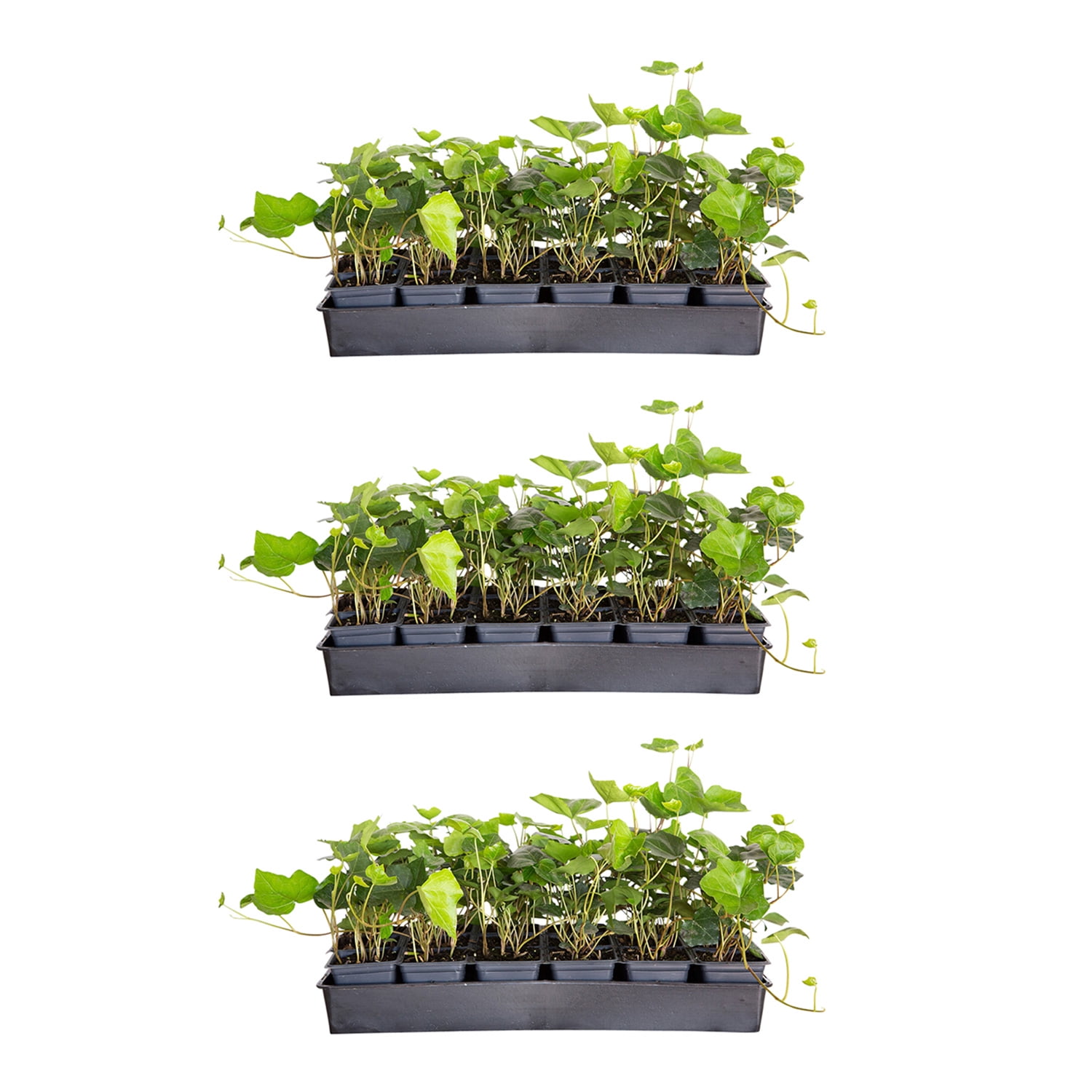 Expert Gardener English Ivy - 54 Pack (3.25 In. Pots) Evergreen Groundcover Vine - Full Sun to Part Sun Live Outdoor Plant
