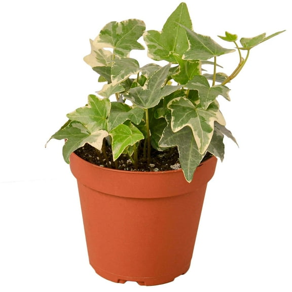 English Ivy 'Glacier' Live Plant for Indoor | Different Houseplants in 4'' & 6'' Pot | Real House Plant for Living Room, Office, Desk & Bathroom | English Ivy | Common Ivy