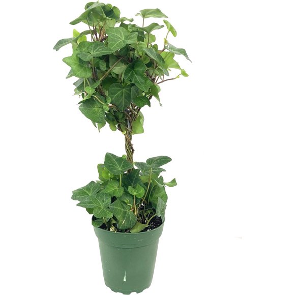 Stunning English Ivy Planter Gallery