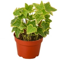 English Ivy Gold Child Live Plant for Indoor | Different Houseplants in 4'' & 6'' Pot | Real House Plant for Living Room, Office, Desk & Bathroom | Common Ivy