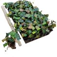 thumbnail interactive-video image 1 of 10 Live Rooted English Ivy Plants – 6 Inch Green Vine Groundcover – Bare Root, Hardy 1 of 3