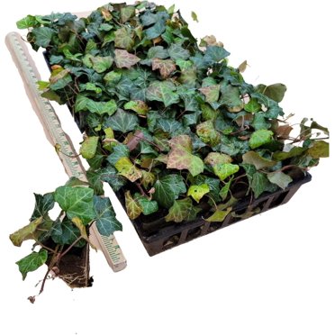 10 Live Rooted English Ivy Plants – 6 Inch Green Vine Groundcover – Bare Root, Hardy